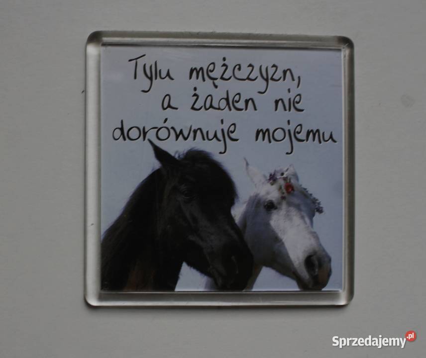 magnes magnesy lodówka lodówkę Polska konie Magnesy