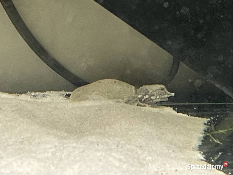 żólwiak chiński śląskie Gliwice