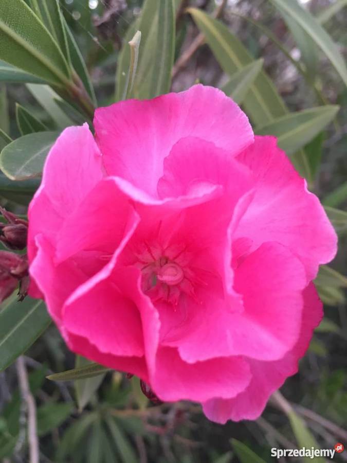 OKEANDER CHOPIN Brzeźnica sprzedam