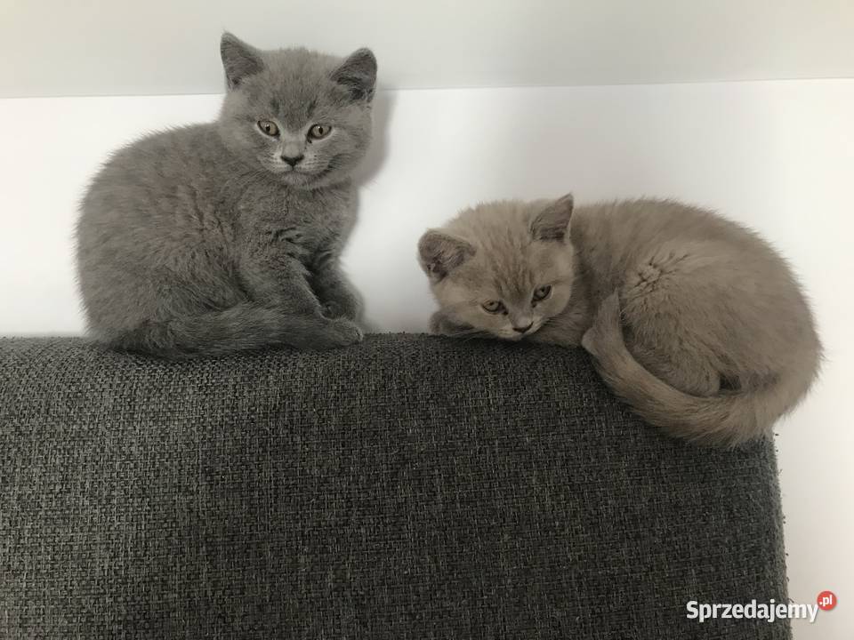 Ostanie dwa kotki Brytyjskie Niebieskie świętokrzyskie Kielce