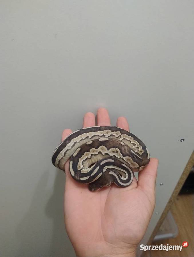 Pyton Królewski samica Savannah Cinnamon Mojave dolnośląskie Jelenia Góra