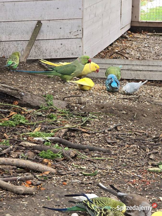 Likwidacja hodowli aleksandretty rozzele Ptaki Głubczyce