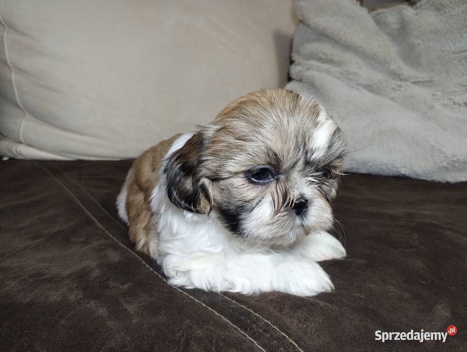 Shih TZU Shitzu Żychlin sprzedam