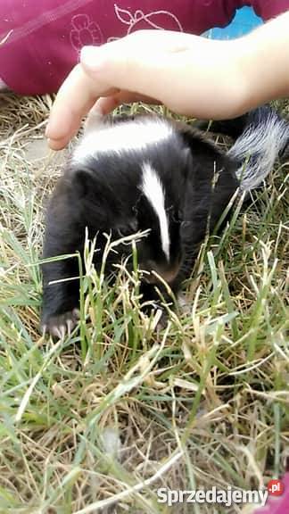 skunks skunksasprzedam młode skunksy wielkopolskie