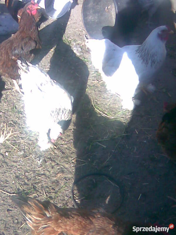 Kaczki Gęsi Kury ozdobne liliputki TANIO dolnośląskie Wrocław