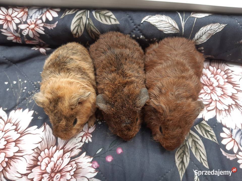 Świnka morska US teddy samica Poddębice
