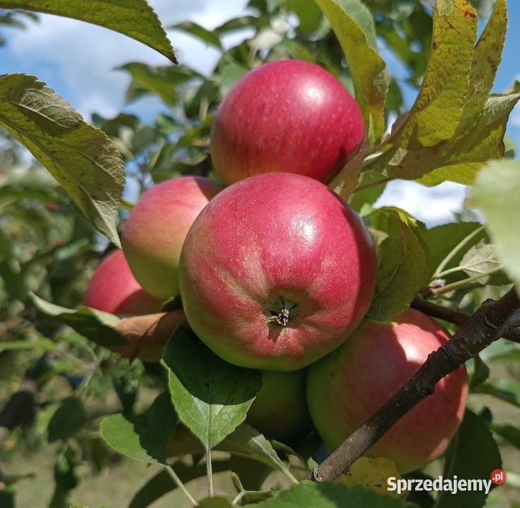 Owoce Gruszki Faworytka Klapsa sprzedam Bronisze sprzedam