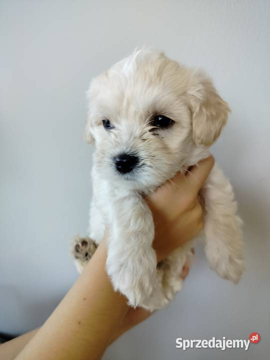 Maltipoo F1