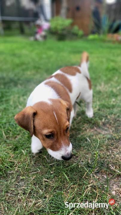 Szczeniaki Jack Russell terrier z rodowodem Łowicz sprzedam