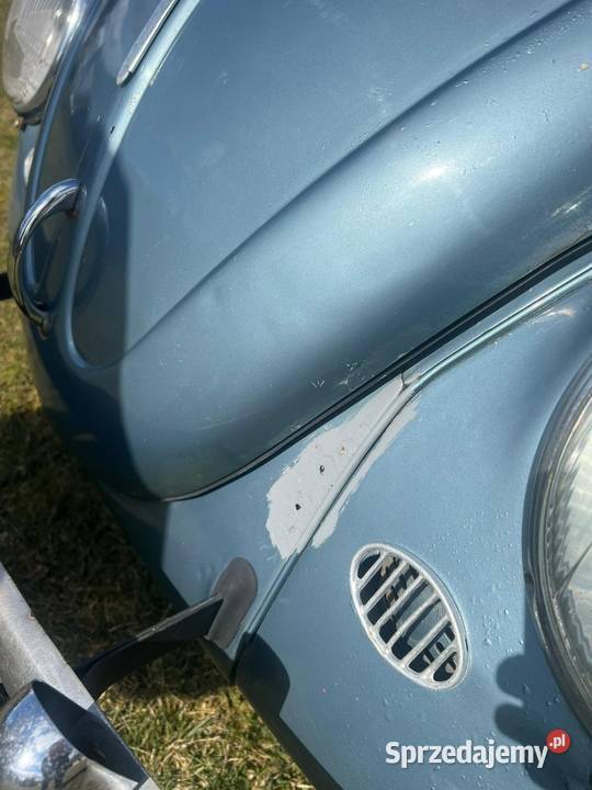 Garbus zachodniopomorskie Goleniów