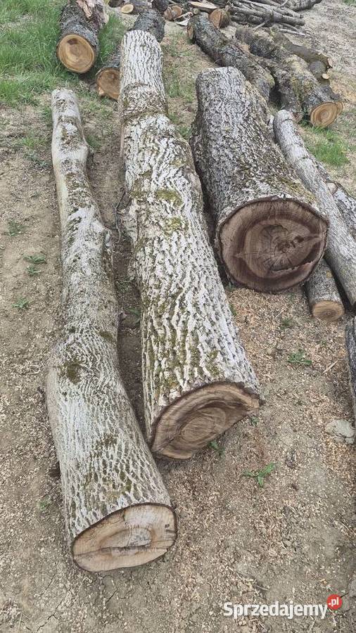 Orzech włoski kłody Tarnów