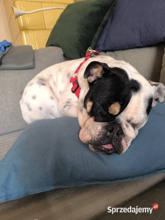 Buldog angielski sunia 10 miesięcy rodowód Poznań