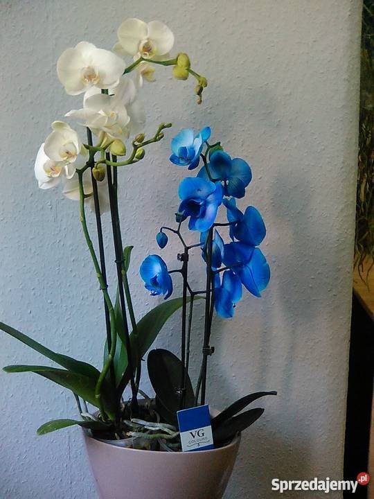 Storczyk Orchidea Phalaenopsis Blue Mistique opolskie Strzelce Opolskie sprzedam