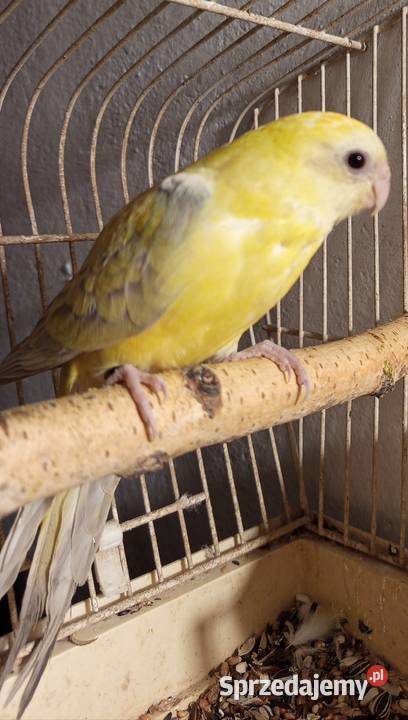 Świergotka samica 2025 Środa Wielkopolska sprzedam