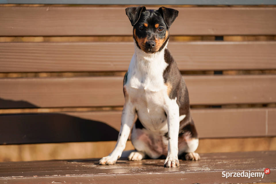 TERIER BRAZYLIJSKI suczka z rodowodem