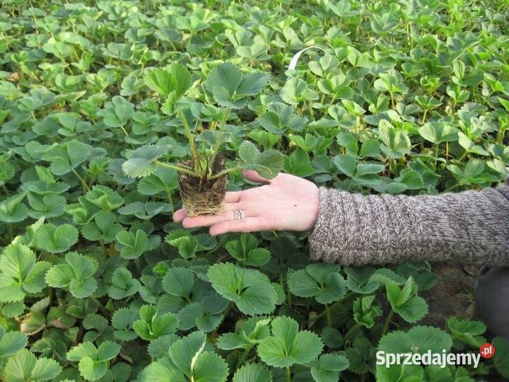 Sadzonki truskawek Truskawki Gigant doniczkowane Wilamowice