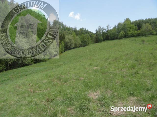 Grunt 6800m2 Ochotnica Dolna 10zł/m2