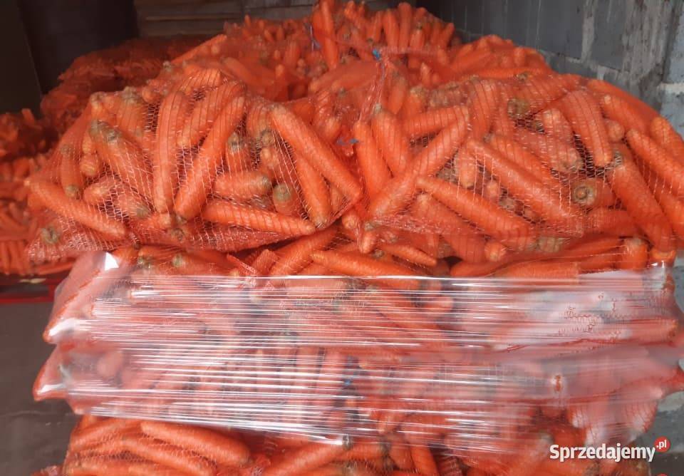 Ziemniaki QUEEN ANNE GALA Kartofle Marchew Ozimek