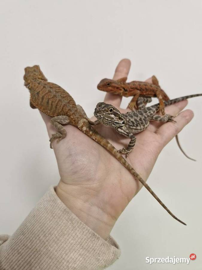 Agama Brodata rożne odmiany barwne w roznym Oława