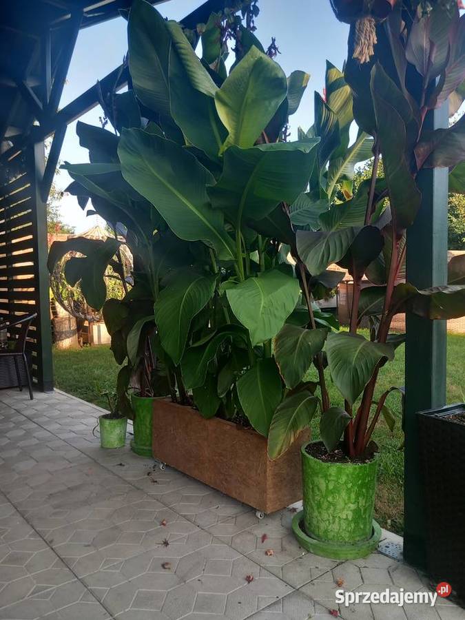 Donice u doniczki betonowe Grodzisko