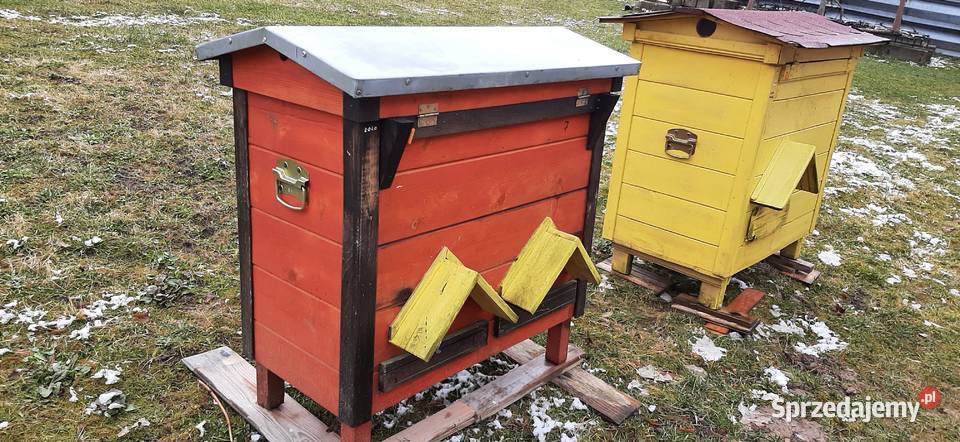 ule warszawskie zwykłe 2 letnie