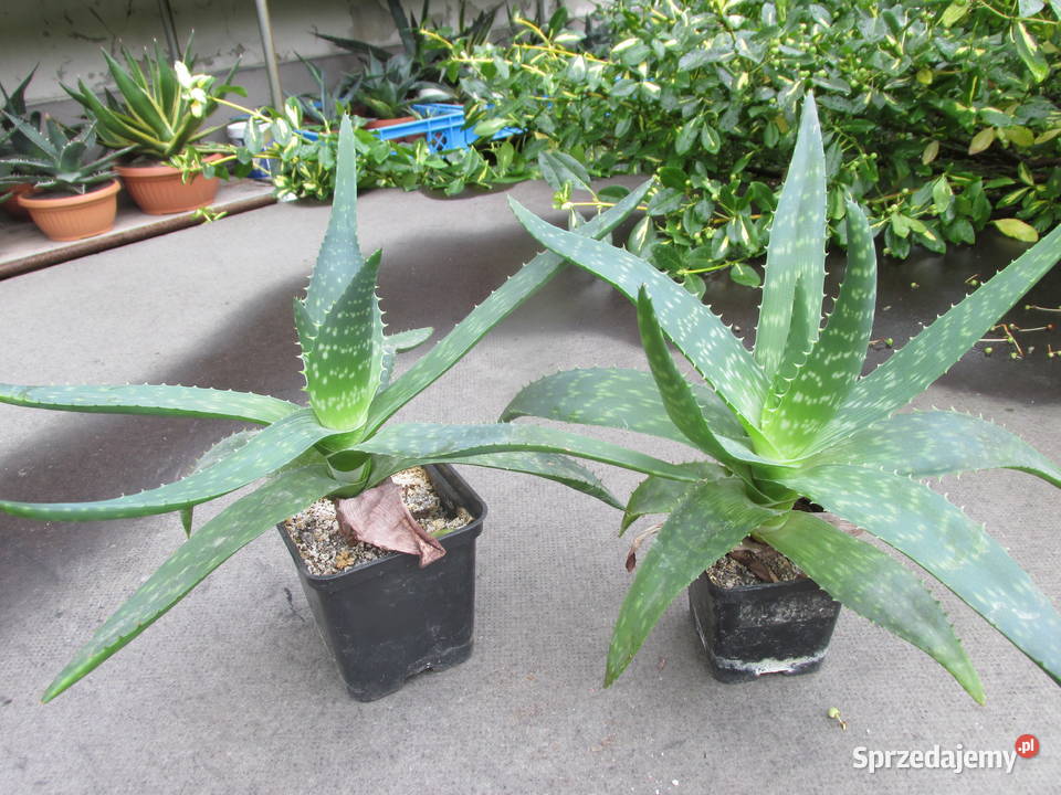 Aloes który zdobi i leczy aloe maculata All 3 Kraków