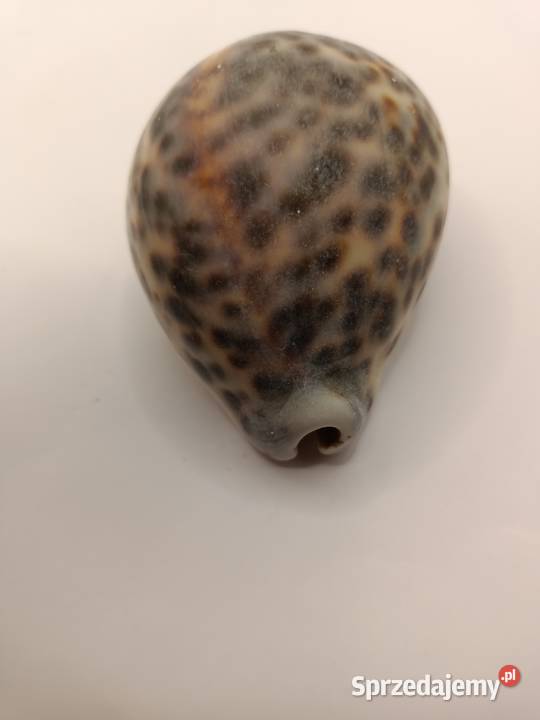 MUSZLA PIĘKNA MUSZLA PORCELANKI TYGRYSIEJ Zamość