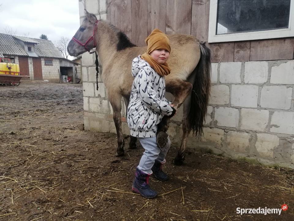 Konik Polski kuc kucyk lubelskie Grabowiec