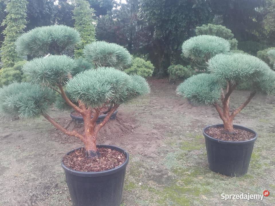 Drzewa Krzewy Rosliny Formowane Na Bonsai Tarnów