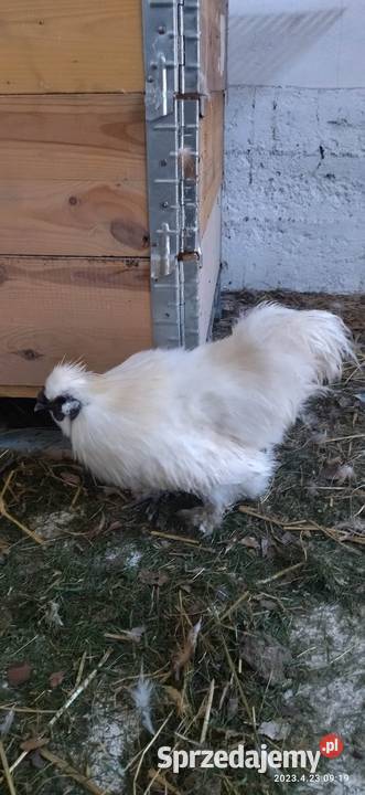 Sprzedam jaja lęgowe Silki Jaja