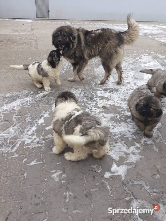 piękne szczeniaki owczarka kaukaskiego