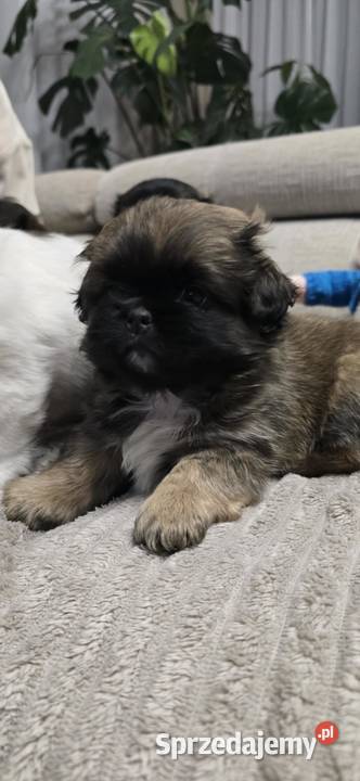Szczeniaki shihtzu Dulcza Wielka