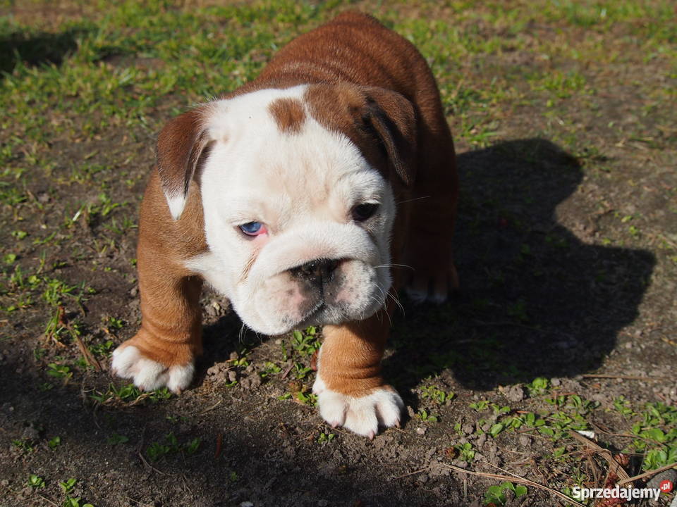 Buldog Angielski suczka Skierniewice