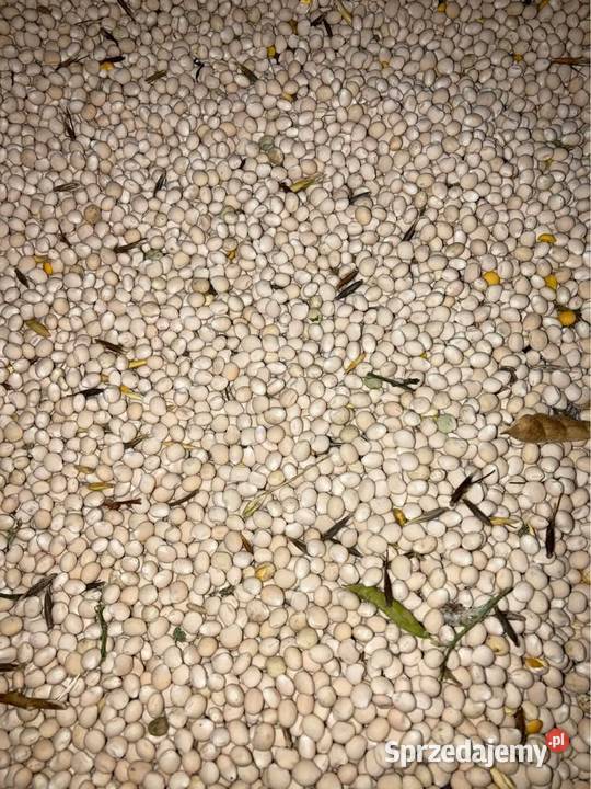 Łubin Oskar Zboża łódzkie