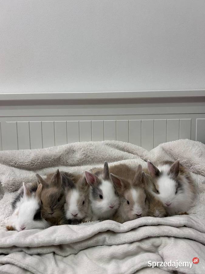 Króliki miniaturki lewki