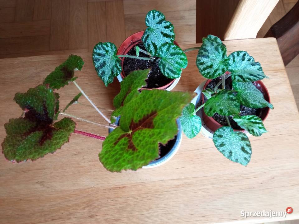 Kup kaktusik begonię Białystok sprzedam