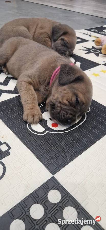 Cane Corso rodowodowe Cane Corso Bychawa