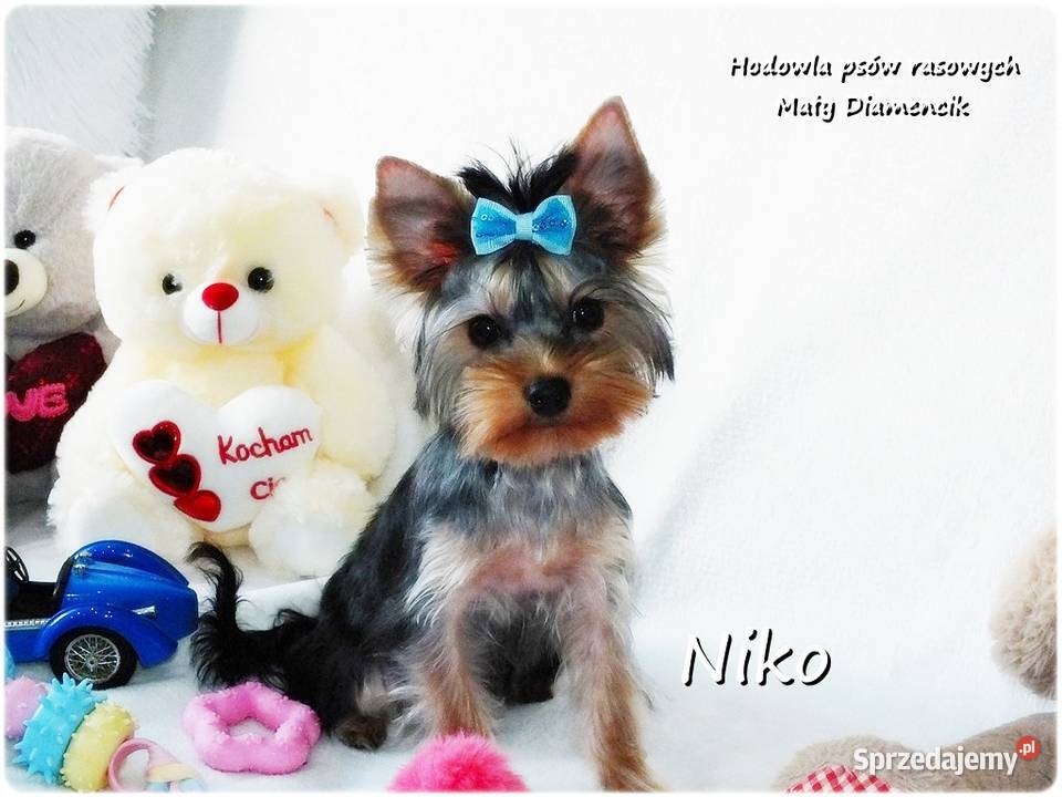 York Yorkshire Terrier Malutki Mini XS Piesek sprzedam