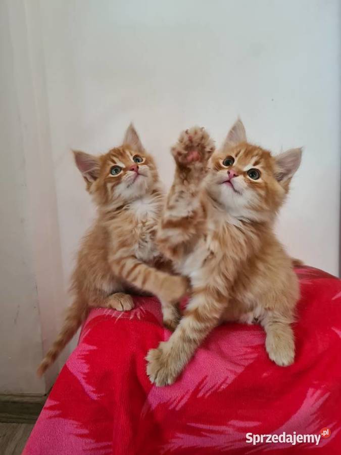 Maine Coon Drygulec sprzedam