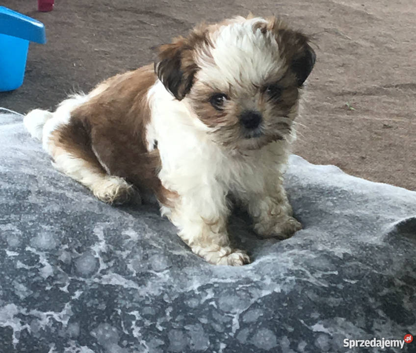 Szczeniaki Shih Tzu Rudzica