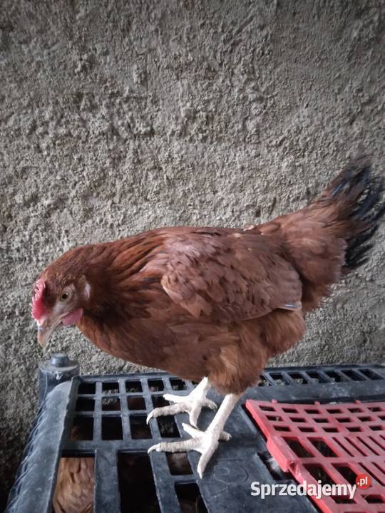 Kury nioski rosa lohman sandy lohman brown Lubań