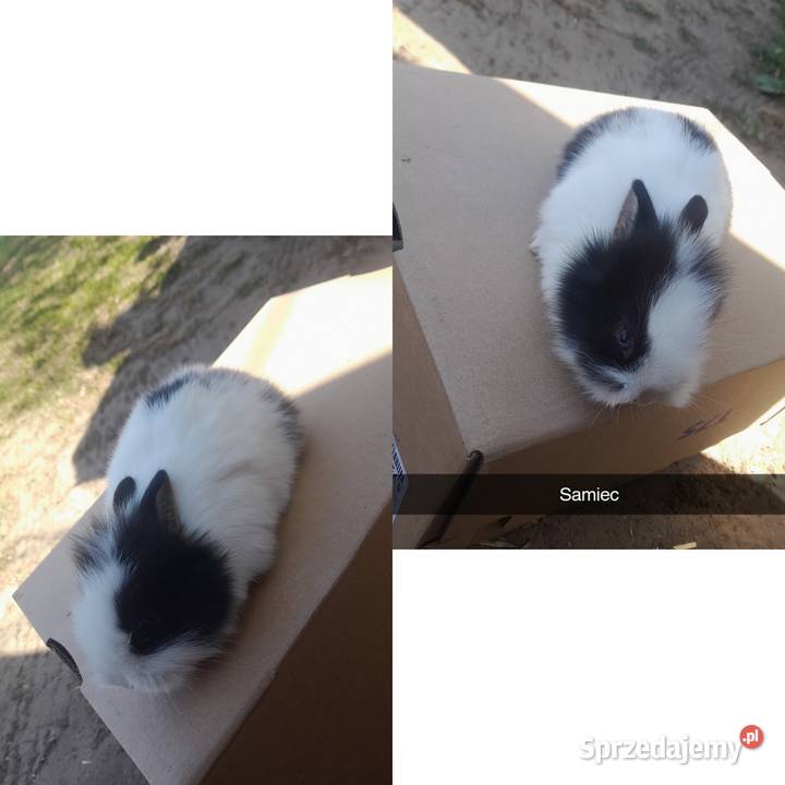 Młode króliki miniaturki Płońsk sprzedam