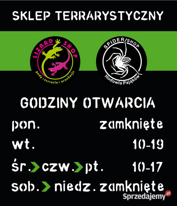 ŚWIERSZCZ bananowy wylęg ok 120ml LIZARD SHOP Terrarystyka Sosnowiec sprzedam