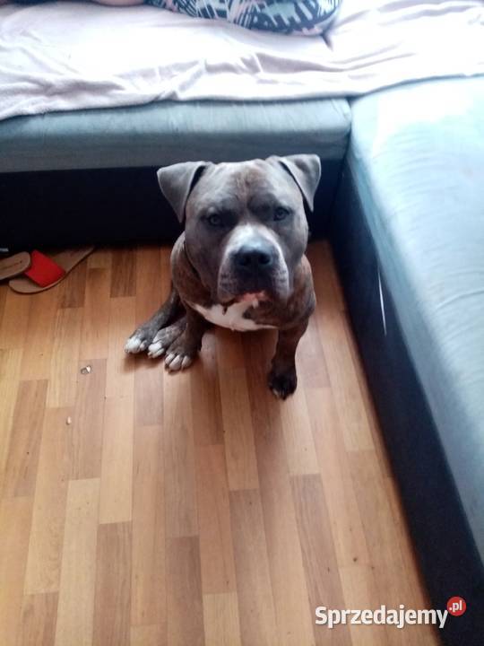 SUCZKA MARENGO Amstaff Dąbrowa Górnicza