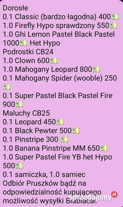 Pytony Królewskie młode i dorosłe Pruszków