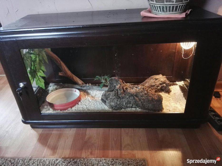Pyton królewski z terrarium papierami Wałbrzych