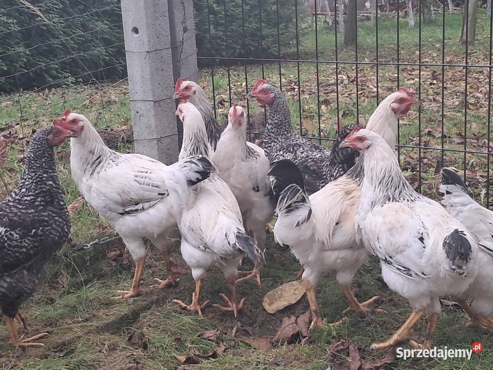 KogutKoguty podkarpackie Tryńcza