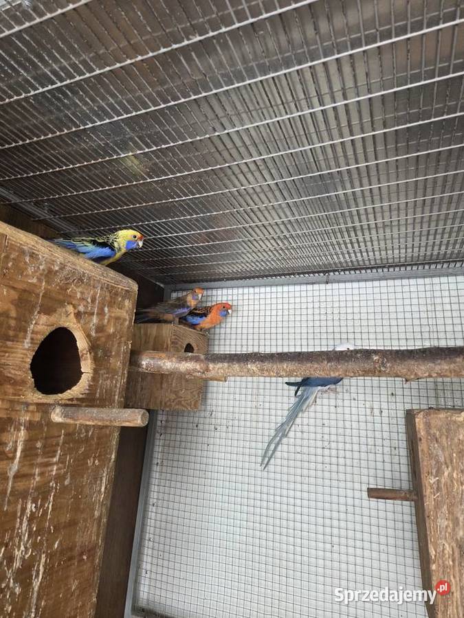 Papugi aleksandretty obrożne rozelle królewskie małopolskie Biczyce Górne