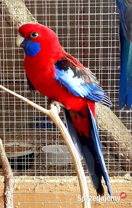Papuga rozella królewska Warszawa