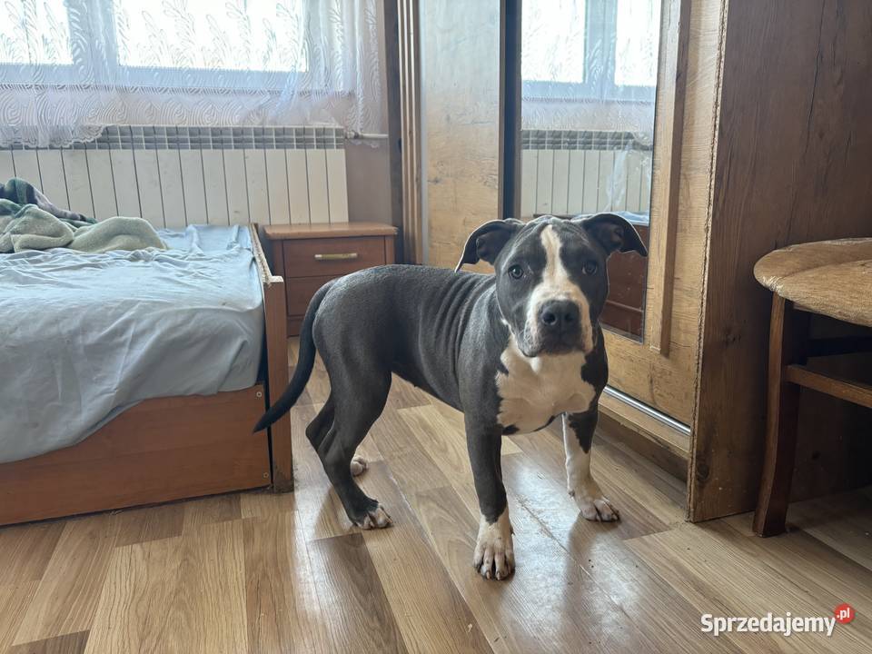 Suczka Amstaff blue American Staffordshire
